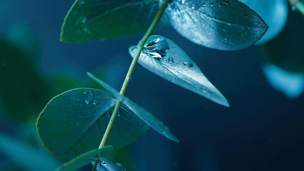 Receitas com folhas para alívio de dores de garganta