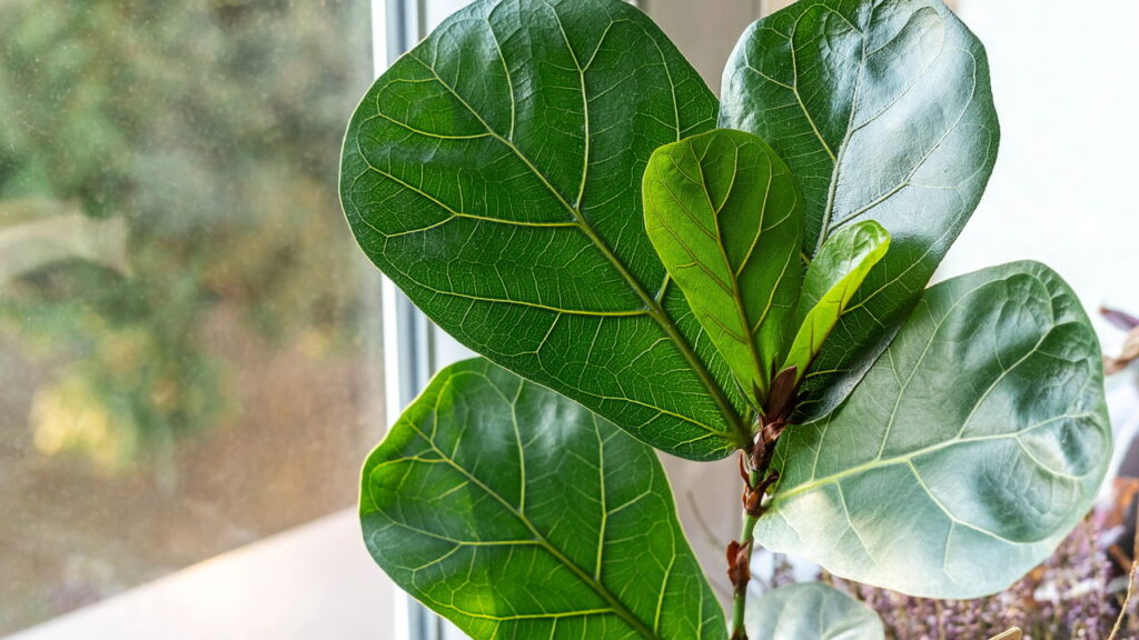 3 plantas com folhas lindas que adicionam contraste sutil aos cantos do lar