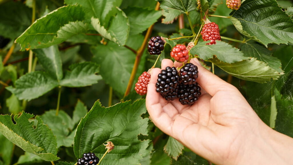 3 frutas fáceis de plantar que crescem rápido e produzem mesmo em vasos