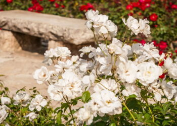 Atriz britânica com mais de 6 décadas de carreira morreu aos 100 anos