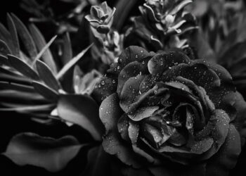 Morreu aos 79 anos estrela das comédias clássicas do cinema