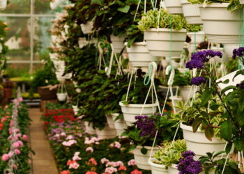 As 3 flores mais recomendadas para plantar em setembro