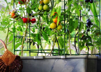 4 frutas suaves que transformam varandas em jardins de delícias eternas