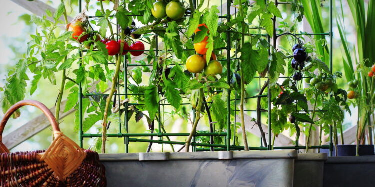 4 frutas suaves que transformam varandas em jardins de delícias eternas