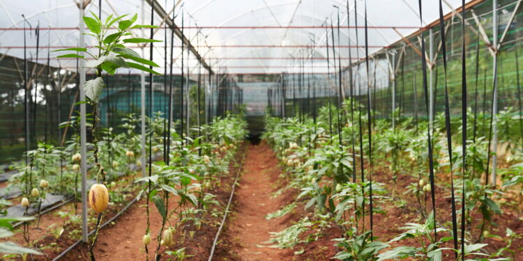 3 frutas compactas ideais para estufas caseiras pequenas