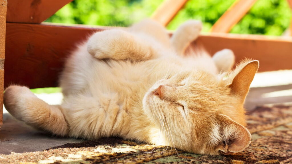 Por que os gatos adoram dormir no sol dentro de casa