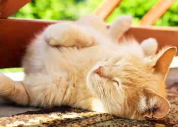 Por que os gatos adoram dormir no sol dentro de casa