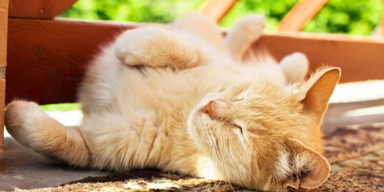 Por que os gatos adoram dormir no sol dentro de casa