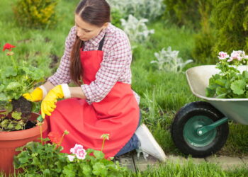 Como a jardinagem cura o estresse cotidiano segundo a psicologia