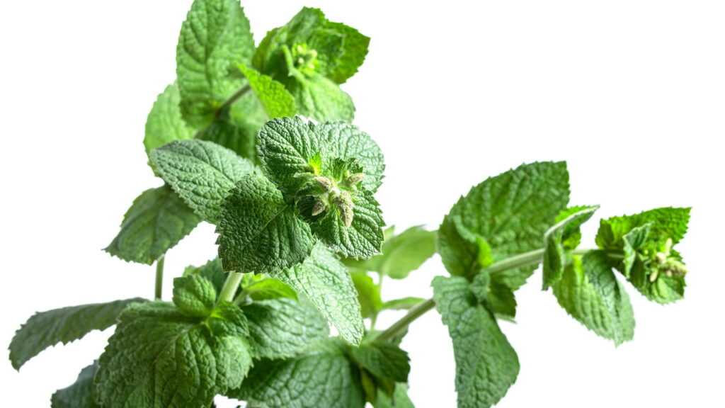 Plantas medicinais que aliviam gripes, tosses e resfriados