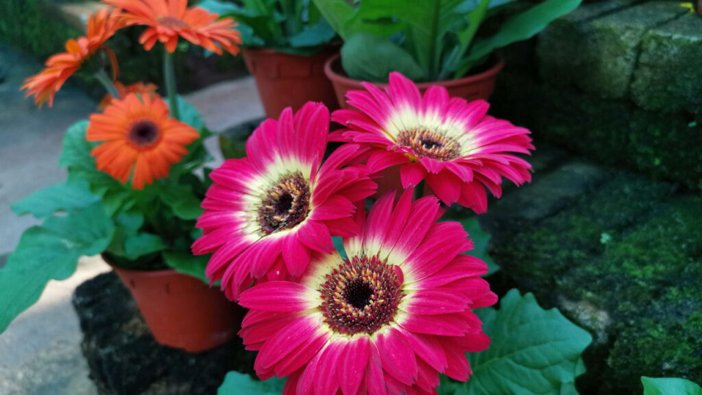 As 3 plantas que amam o sol e deixam varandas e jardins vibrantes