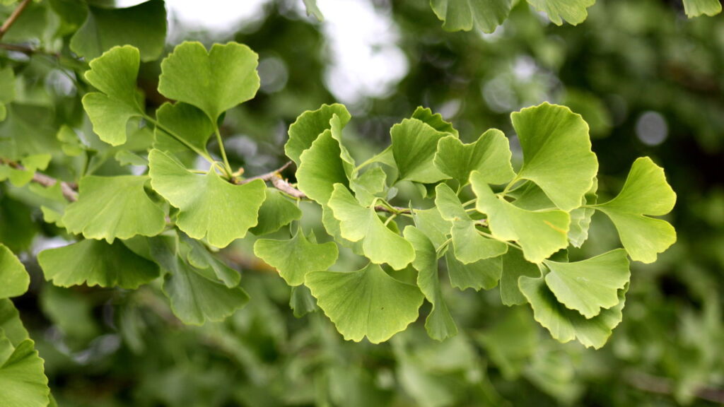 3 plantas que impulsionam a memória e a concentração diária