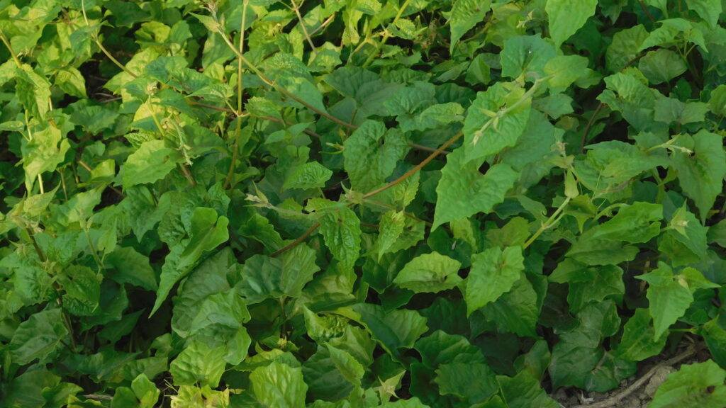 Ervas medicinais para cultivar em casa e fazer chás e xaropes