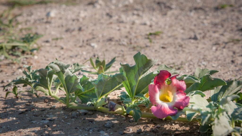 3 ervas que melhoram a coordenação motora e o equilíbrio corporal
