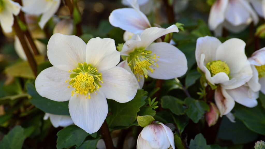 As 3 plantas que enfeitam seu jardim mesmo no inverno