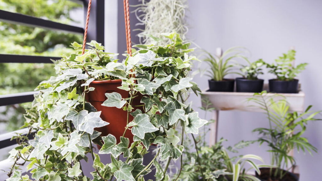 4 plantas trepadeiras que transformam paredes em obras de arte vivas