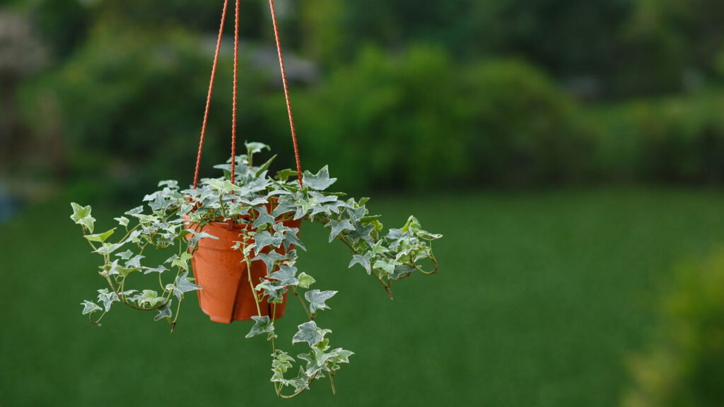 Essas plantas atraem criatividade e inspiração para projetos pessoais