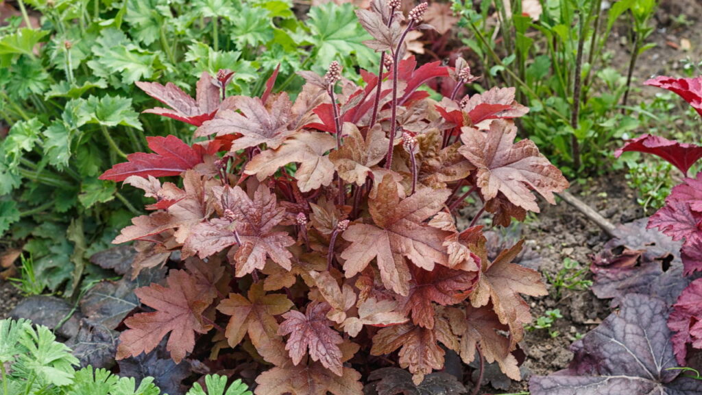 3 plantas com folhas coloridas que adicionam um toque de alegria e sofisticação