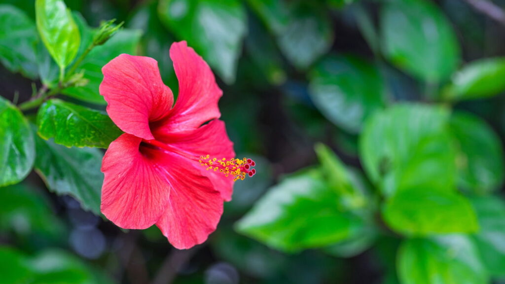 4 plantas tropicais que infundem energia exótica e acolhedora no ambiente