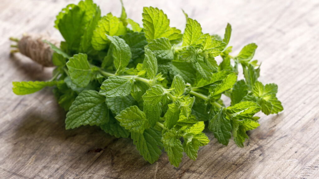 O método para conservar folhas de hortelã vibrantes para chás calmantes