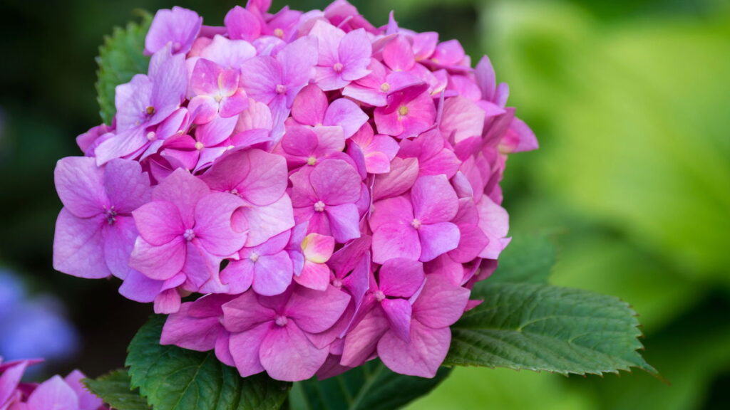 As 3 plantas que mudam de cor conforme a estação