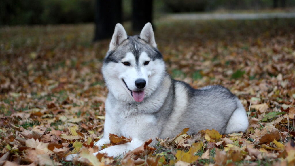 Qual raça de cachorro combina com você de acordo com seu mês de nascimento
