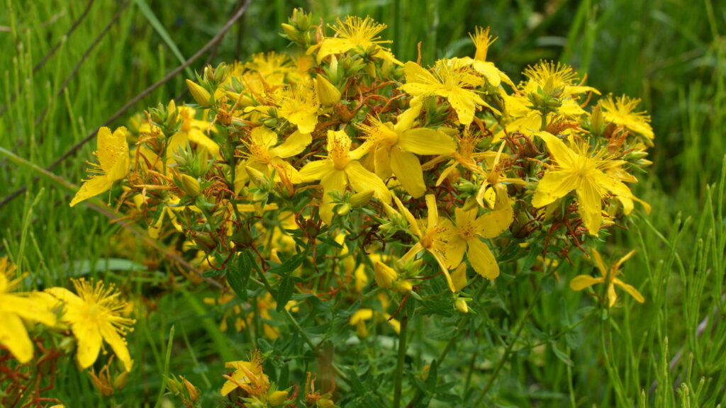 As mais poderosas plantas medicinais e como usar com segurança