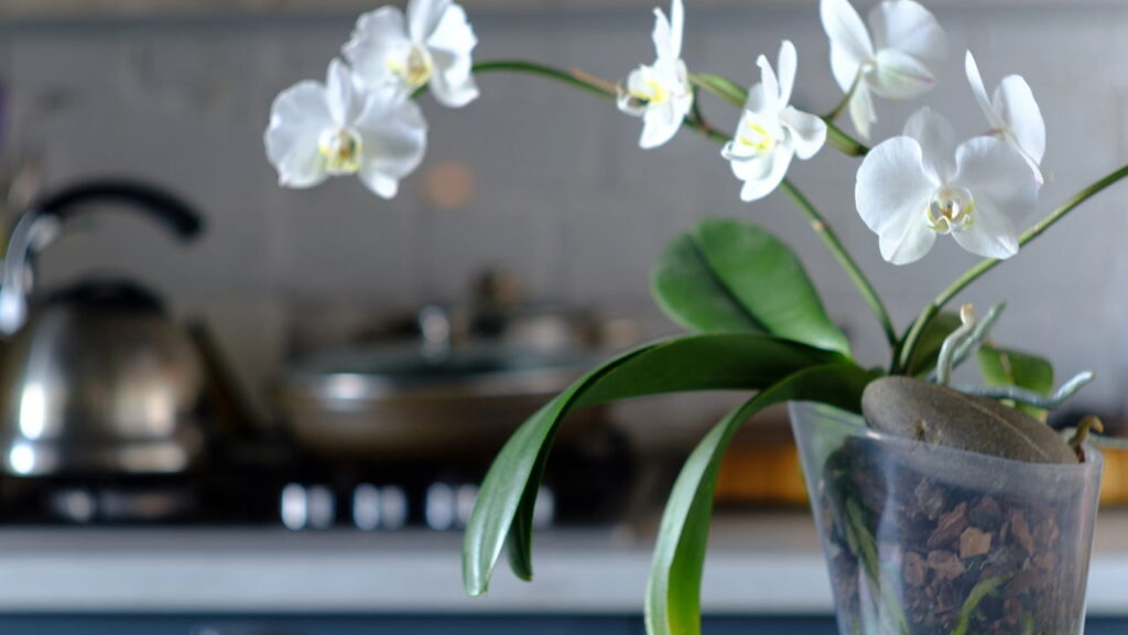 Essas plantas atraem harmonia nos relacionamentos