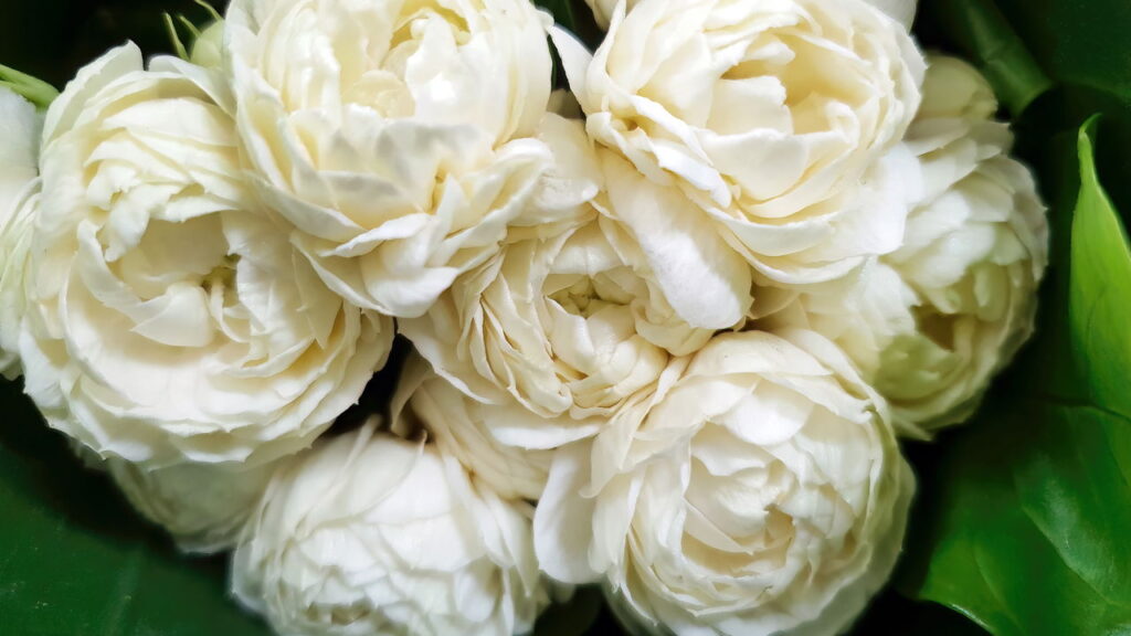 Plantas que adicionam privacidade natural a janelas e varandas