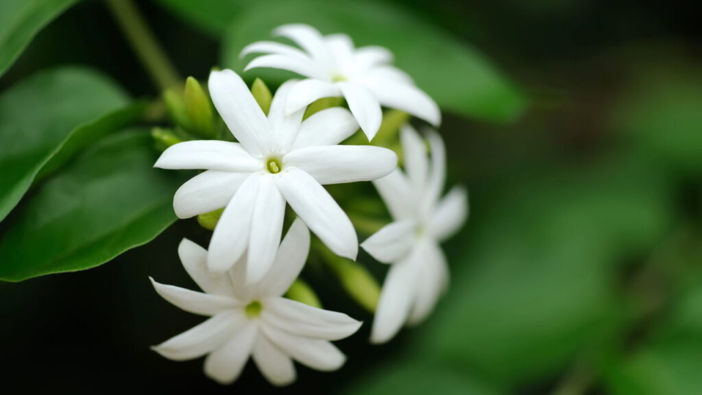 Plantas que nutrem a alma e promovem harmonia interior