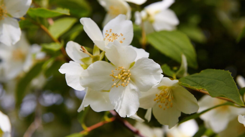 As 5 plantas que combatem o estresse e restauram a energia diária