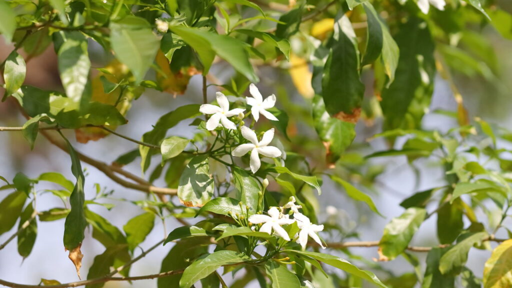 Plantas que elevam a vibração positiva e o equilíbrio emocional