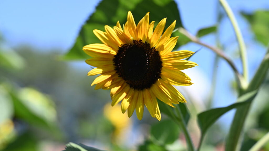 Compatibilidade de signos com plantas que fortalecem vínculos