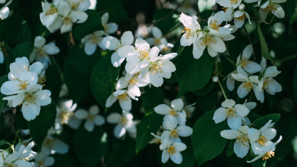 Plantas que criam zonas de meditação com aromas sutis e calmantes