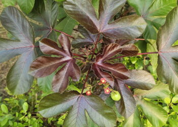 5 plantas medicinais que ajudam na saúde e como usá-las