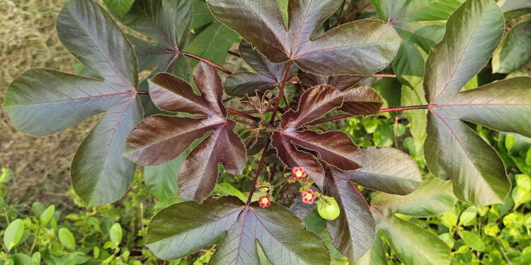 5 plantas medicinais que ajudam na saúde e como usá-las