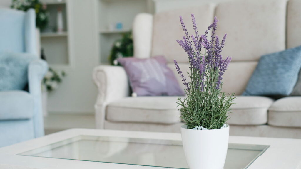 Essa planta atrai serenidade noturna e sonhos proféticos