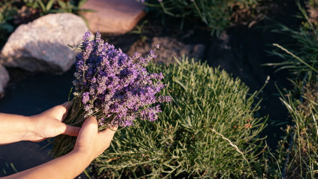 Plantas que atraem boas energias e transformam seu lar