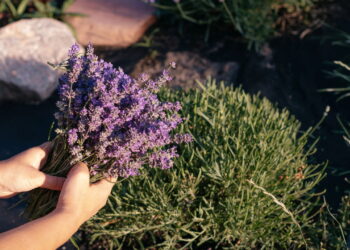 Ervas aromáticas que ajudam a relaxar e purificar seu lar