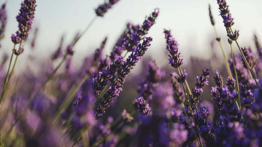 3 plantas que regulam níveis de estresse e cortisol elevados