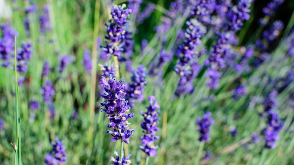 4 plantas com aroma leve que estimulam bem-estar e criam uma atmosfera aconchegante