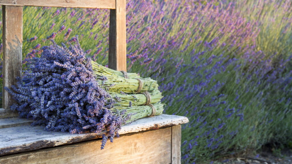 As 3 plantas que trazem calma para ambientes de estresse