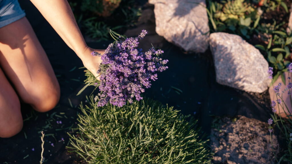 As 3 plantas sazonais que trazem aroma e beleza durante todo o ano
