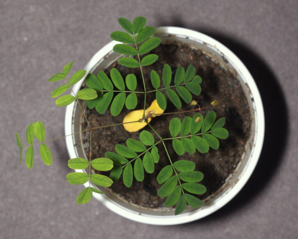 Plantas que ajudam a curar ralados de forma natural e eficaz