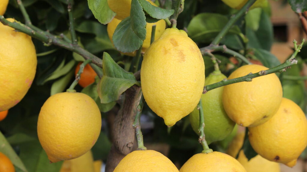 Truques para cultivar frutas frescas em vasos dentro de casa
