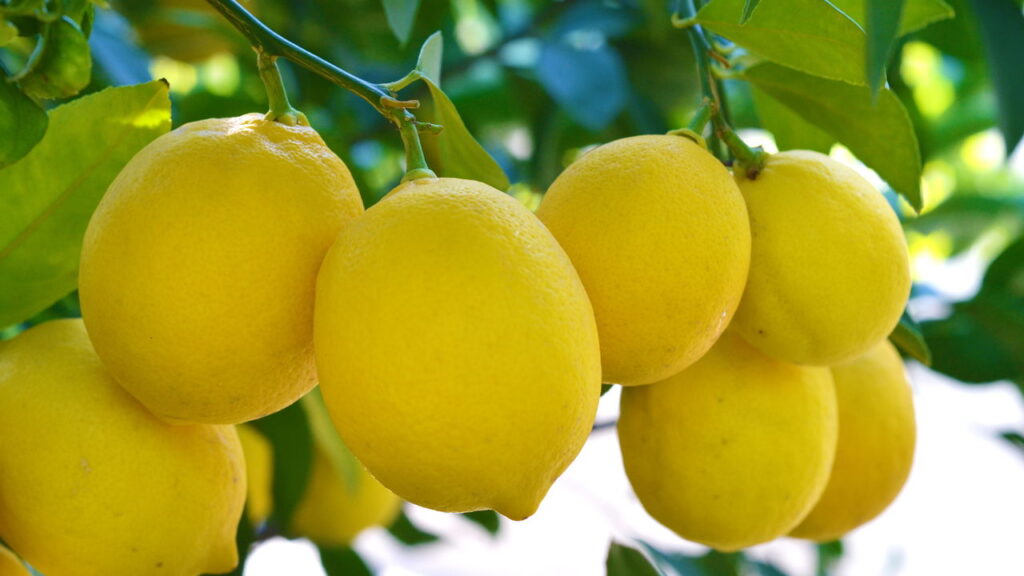 Fruta versátil conhecida pelo sabor cítrico é muito valorizado em cultivo caseiro