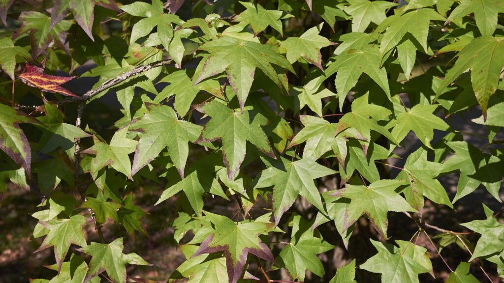 As 3 plantas que mudam de cor conforme a estação