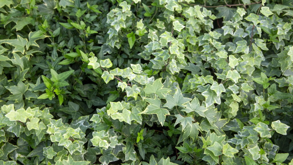 Plantas que melhoram na respiração e bem-estar físico