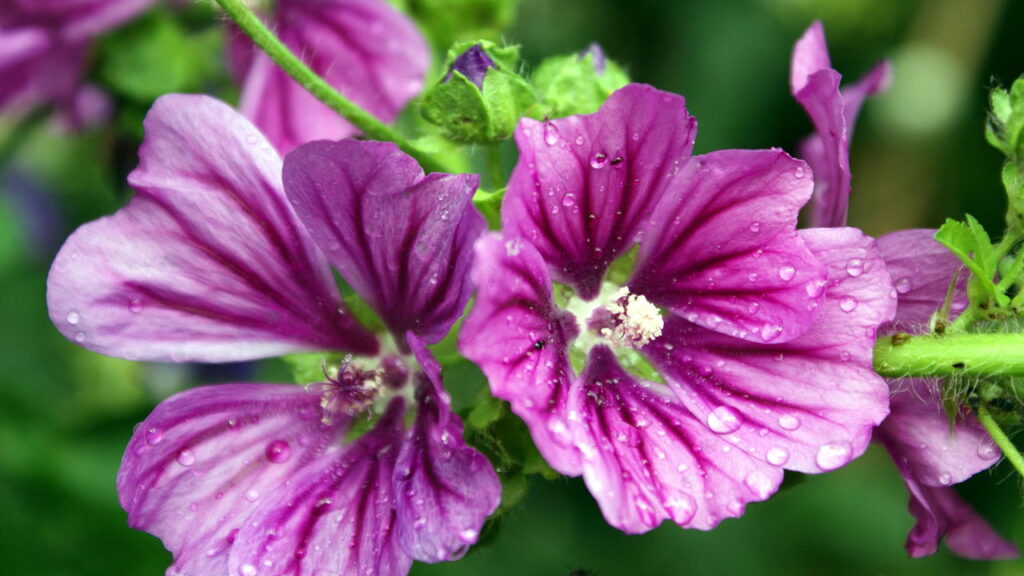 5 plantas medicinais que ajudam na saúde e como usá-las