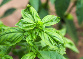 Como plantar manjericão no verão e manter as folhas sempre verdes